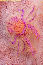 squat lobster